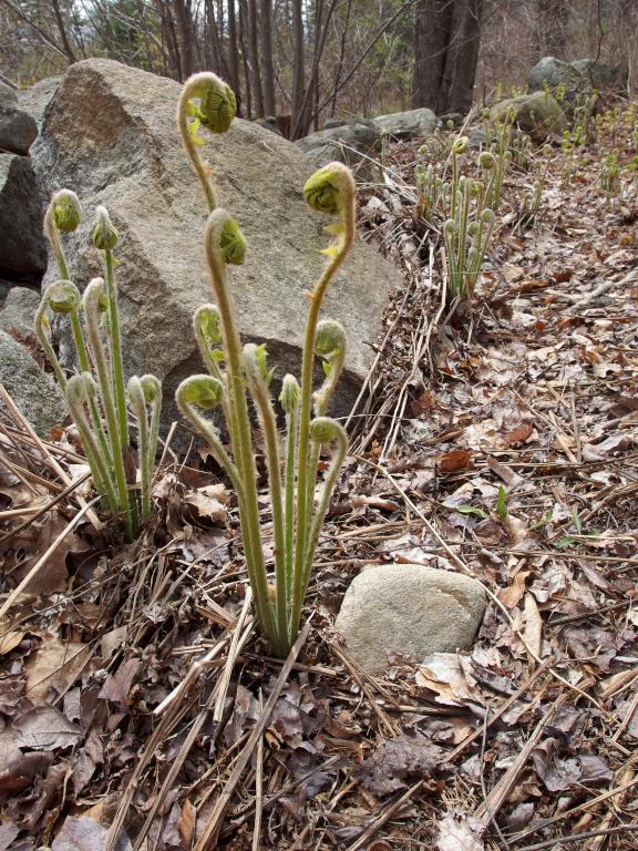 ferns in their fiddlehead stage in May at Lamson Farm in southern New Hampshire