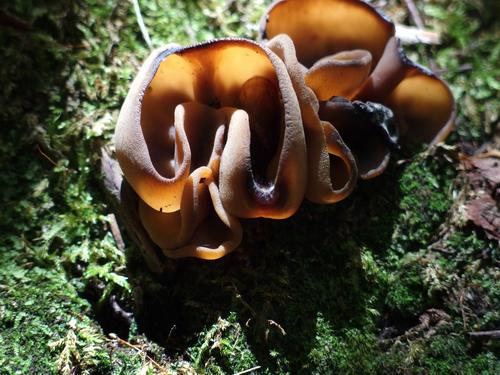 Recurved Cup (Peziza repanda) beside the trail to Mount Langdon in New Hampshire