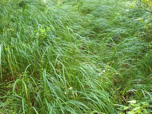 grass beside the trail at Lee Town Forest in southeastern New Hampshire