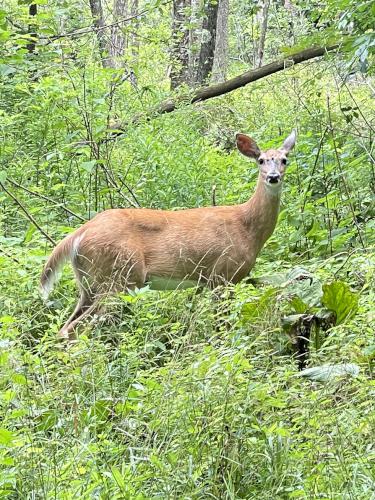 deer in August from Lenox Mountain in southwestern Massachusetts