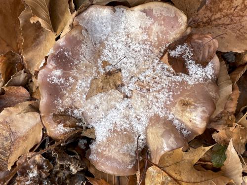 mushroom in November at Lily Pond near Keene in southwest New Hampshire