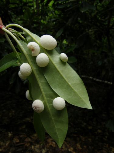 weird growths on wild rhododendron leaves