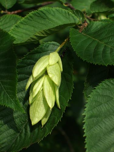 American Hop-hornbeam tree fruit