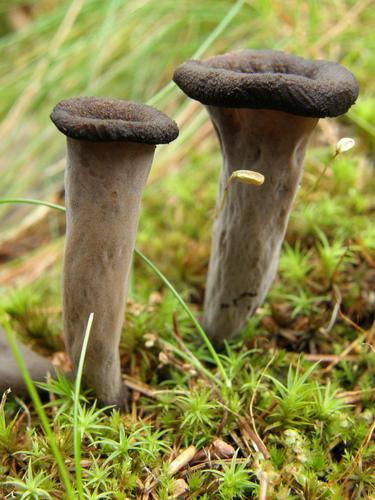 Horn of Plenty (Craterellus cornucopioides)