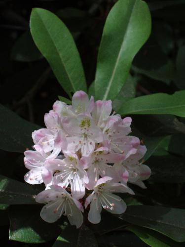 wild Rhododendron flower