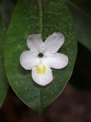 flower at Little Monadnock Mountain in New Hampshire