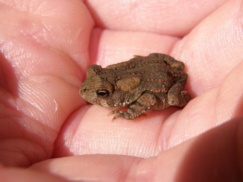 a toad in hand on Little Monadnock Mountain in New Hampshire