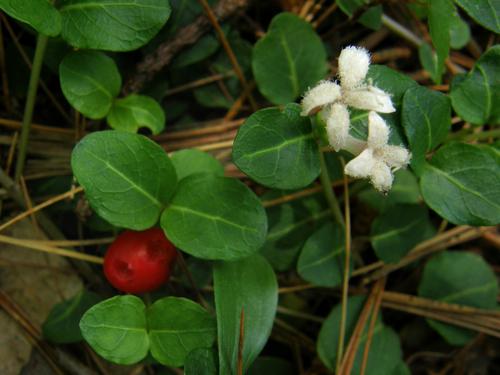 Partridge Berry