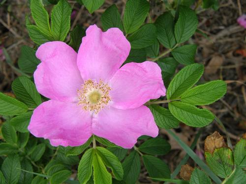 Rugosa Rose