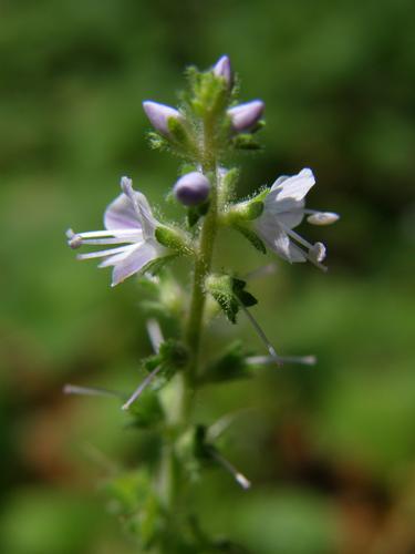Common Speedwell