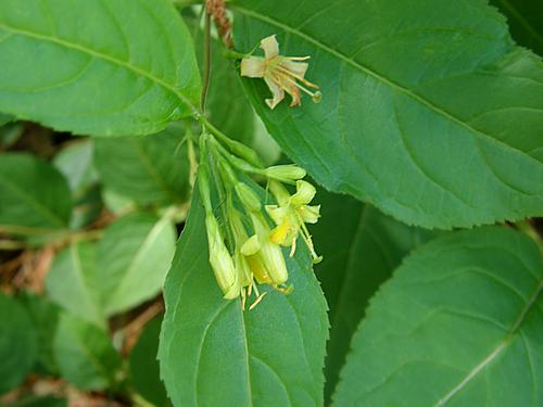 Bush Honeysuckle