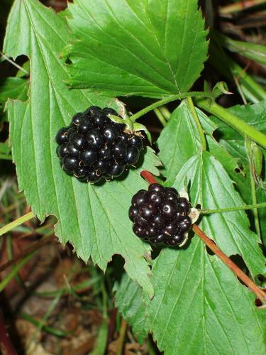 Blackberry berries