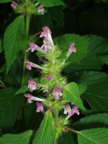 Hairy Wood Mint