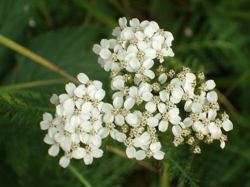 Yarrow