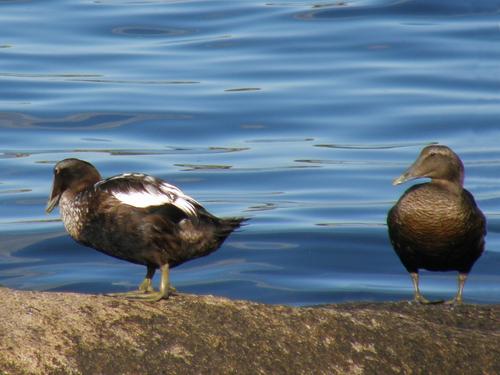 Common Eider (Somateria mollissima)