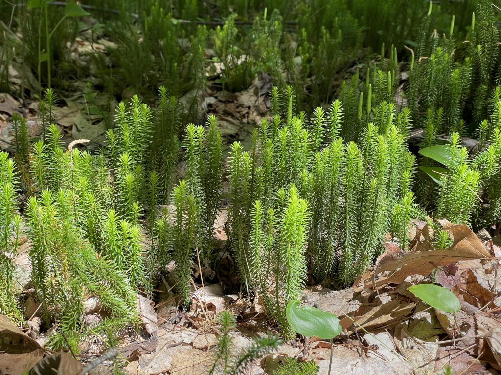 Bristly Clubmoss (Lycopodium annotinum) in June at Lovejoy Trails near Loudon in southern New Hampshire