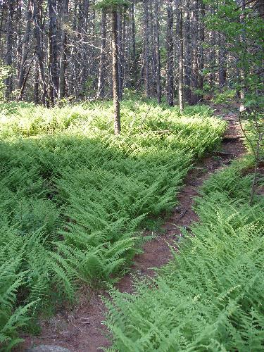 trail to Lovewell Mountain in New Hampshire