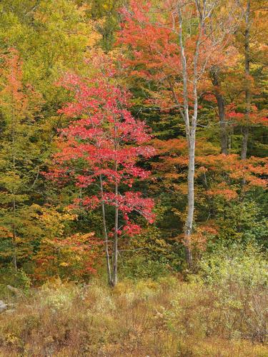 red fall foliage alongside the trail to Lucia's Lookout in southern New Hampshire