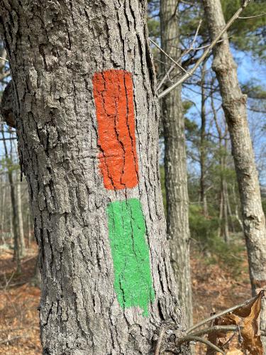 trail blazes in February at Lynn Woods Reservation in northeast Massachusetts