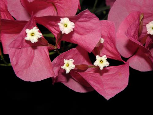 Purple Bougainvillea