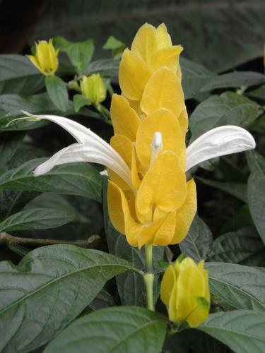 Lollipop Flower