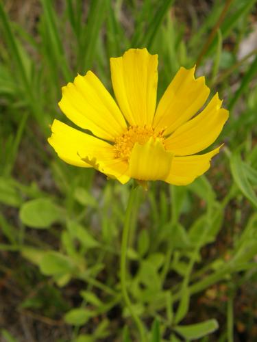 Big-flowered Tickseed