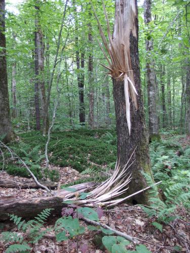 broken tree at Maple Hill in southern Vermont