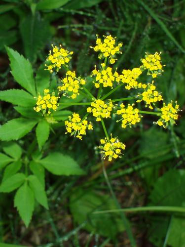 Golden Alexanders