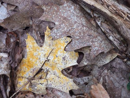 decaying oak leaves in August at Mary's Mountain in eastern New Hampshire