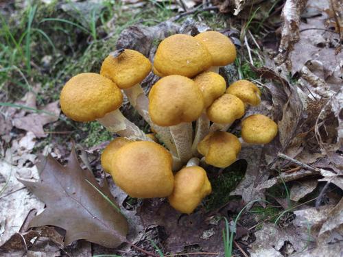 mushrooms in August at Mary's Mountain in eastern New Hampshire