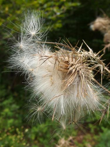 Bull Thistle (Cirsium vulgare) in full fruit in August at Mary's Mountain in eastern New Hampshire