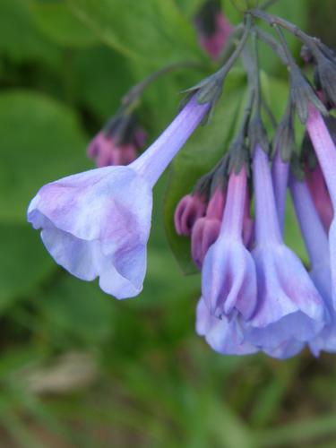 Virginia Bluebells