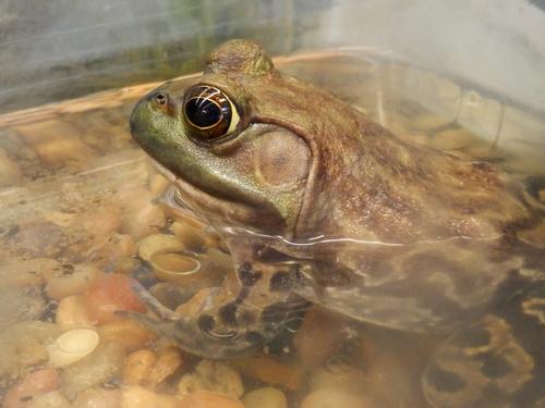 North American Bullfrog (Rana catesbeiana)