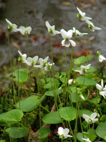 Northern White Violet (Viola pallens)