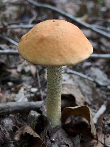 Aspen Bolete (Leccinum insigne) at Massaemett Mountain in western Massachusetts