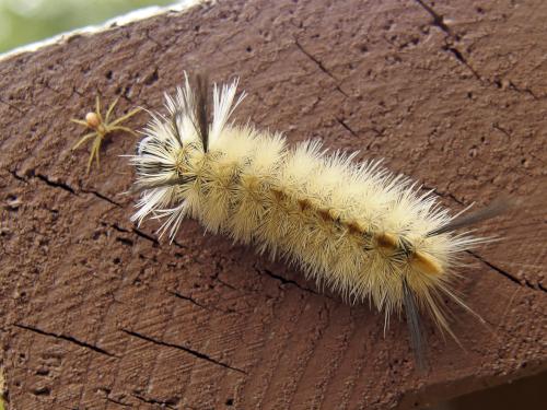 Banded Tussock Moth (Halysidota tessellaris) caterpillar atop Massaemett Mountain in western Massachusetts