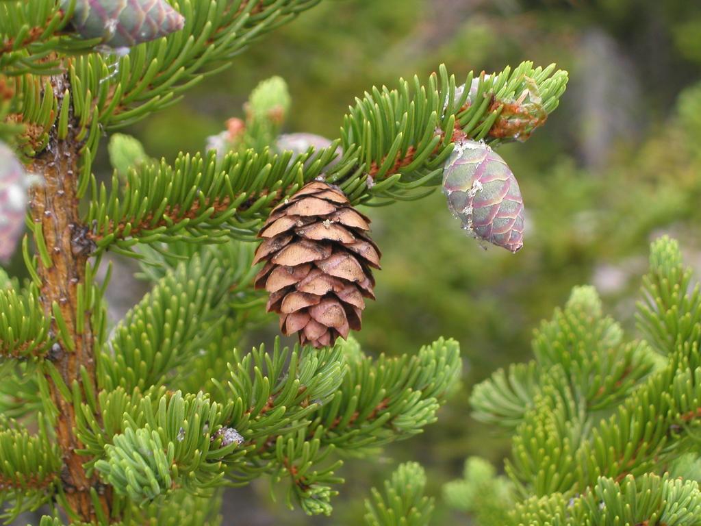Red Spruce (Picea rubens) cones in July from last year and this year on Mount Meader in New Hampshire