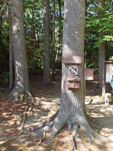 trail entrance to Mount Megunticook in Maine