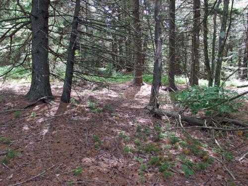 woods at Melville Hill in southwest New Hampshire