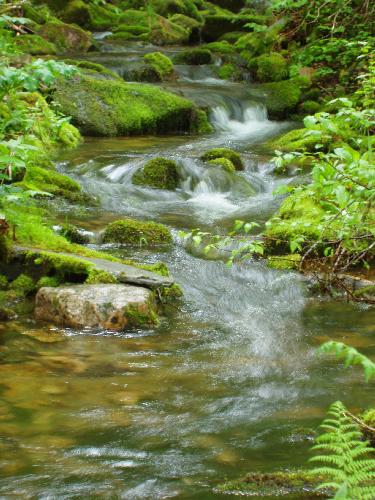 Eddy Brook