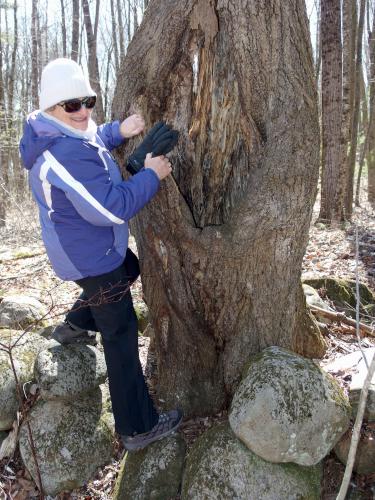 Andee in April at Merrimac Town Forest near Merrimac in eastern Massachusetts