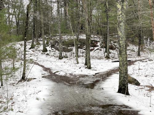 unmarked trail fork in April at Middleton Pond in northeast MA