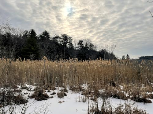 swamp in January at Manchester-Essex Wilderness Conservation Area near Essex in northeast Massachusetts