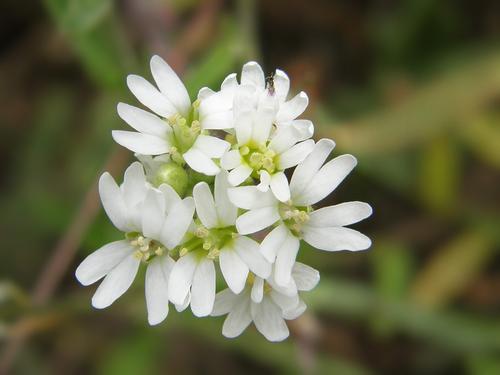 Hoary Alyssum
