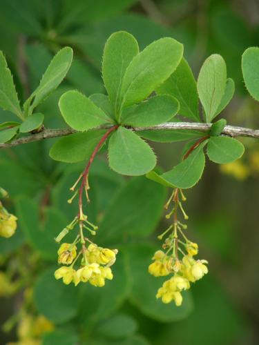 Common Barberry