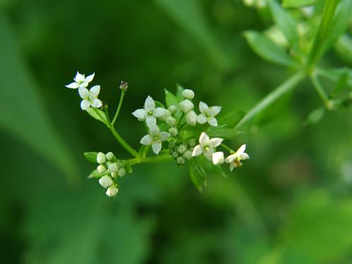 Rough Bedstraw