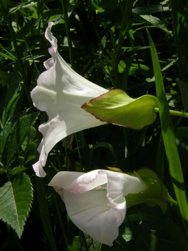 Hedge Bindweed