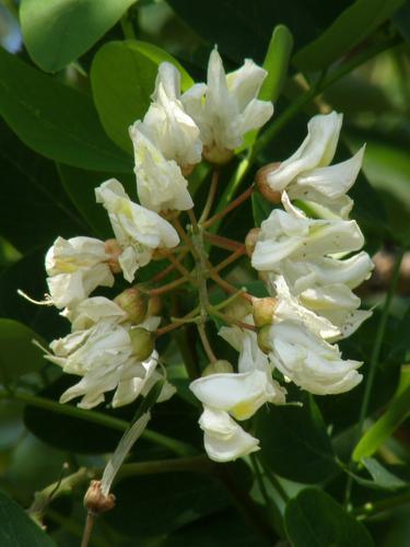 Black Locust