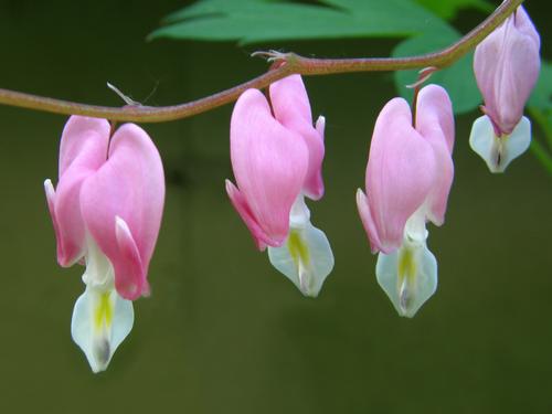 Bleeding Heart