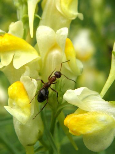 Ant on Butter and Eggs